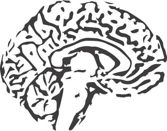 brain
